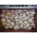 Best Quality Of Jinxiang Normal White Garlic 2019